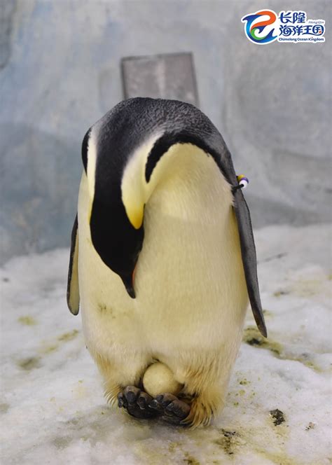 一只帝企鹅的成长日记_手机凤凰网