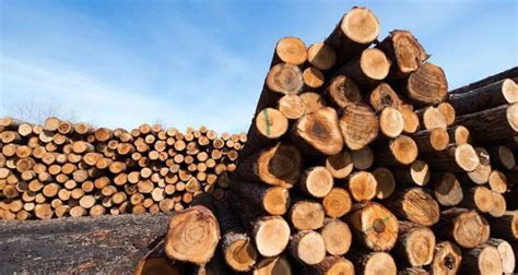 中国木材上下游产业链分析、重点企业经营情况及市场需求趋势 - 知乎