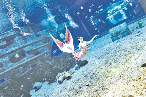 南京海底世界“美人鱼”与万尾黄金鲹水中“共舞”_手机新浪网
