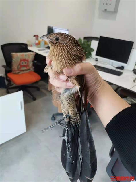 电梯里捡到一只飞不动的小鸟，竟是国家二级保护动物-三湘都市报