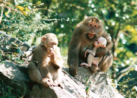 黄山猴,陆地动物,动物摄影,摄影,汇图网www.huitu.com
