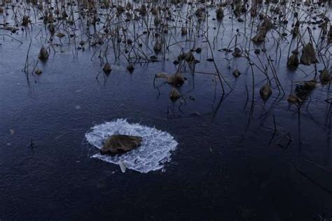 天够冷 连西湖里的水都结冰啦！（组图） - 杭网原创 - 杭州网