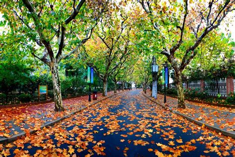 实拍！落叶不扫的上海马路有多美？像秋天的童话一样…(含视频)_手机新浪网