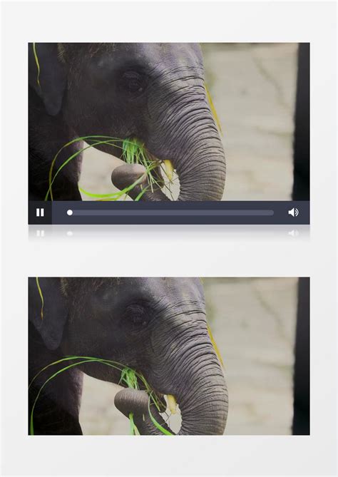 大象用鼻子往嘴巴里送食物实拍视频素材模板下载_食物_图客巴巴
