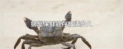 螃蟹怎么养才能活得长久一些