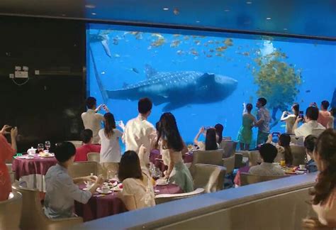 2023海龙王餐厅(海洋公园店)美食餐厅,海洋奇观是海洋公园的重头戏...【去哪儿攻略】