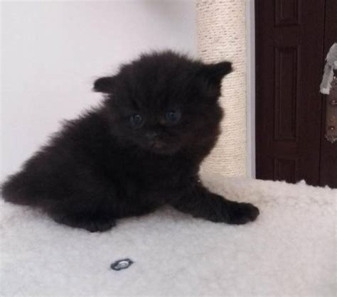 看了这只小黑猫的颜,你还敢说黑猫丑吗?|精灵|黑猫|可爱_新浪新闻