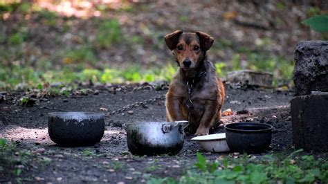 小院子里的狗在一个居民楼的院子里拴着链子。这动物对着人吠视频素材_ID:VCG42N1348136572-VCG.COM
