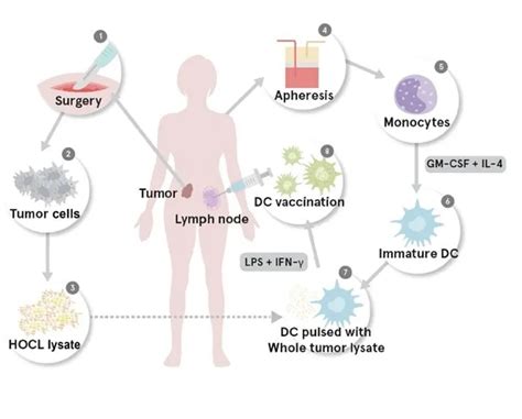 DC细胞-原代细胞-STR细胞-细胞培养基-赛百慷生物