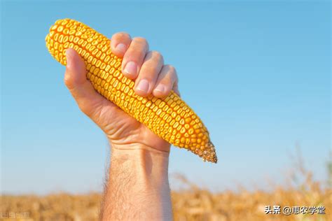 今日玉米价格多少一斤？（附行情走势） - 惠农网