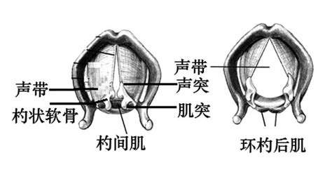 声带图片