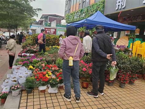 “花市”就在家门口，天河南街临时售卖点已开市