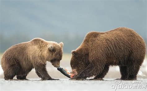 三熊大战！北极熊VS棕熊VS灰熊！谁将统治熊世界的顶端？︎ - 知乎