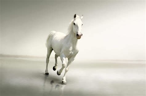 白色奔腾的骏马到功成高清图片jpg下载