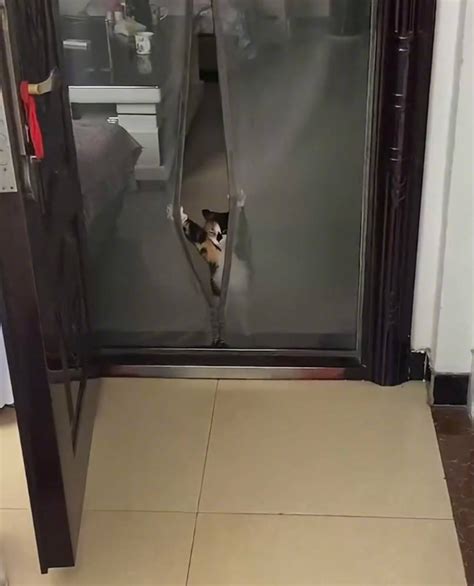 怎么样教猫咪开门？