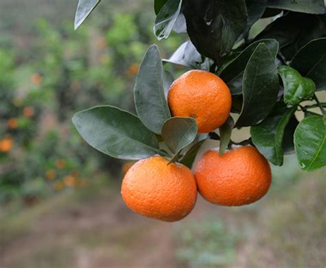 雨季来临，小心“柑橘杀手” - 沃柑行业信息_柑橘苗行业信息 - 广西鸣鸣果园集团