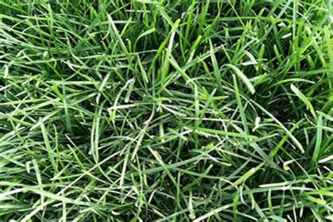 早熟禾草坪种子(早熟禾草坪种子多少钱一斤)-绿宝园林网