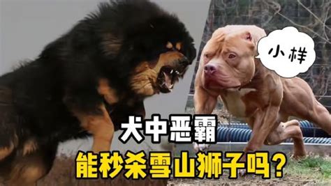 世界三大最凶悍的狗，藏獒只排第3位，比特犬数分钟咬死藏獒！（1）_藏獒_世界