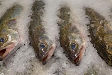 冰冻海鱼哪些品种好,常见的冷冻海鱼,市场上常见冻鱼图片(第14页)_大山谷图库