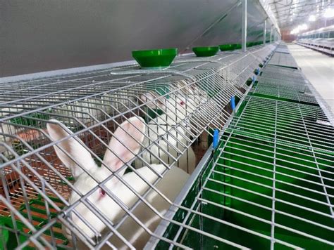 辽宁省什么地方有种兔养殖场_肉兔养殖场_百成种兔养殖场
