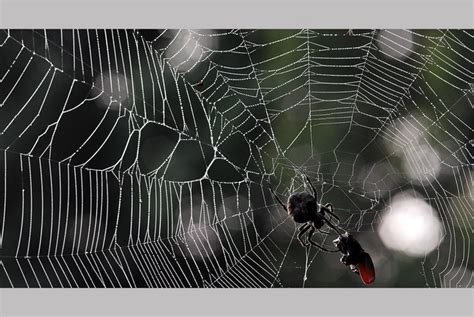 【奇妙的昆虫世界（32）蜘蛛网荟萃摄影图片】南京生态摄影_太平洋电脑网摄影部落