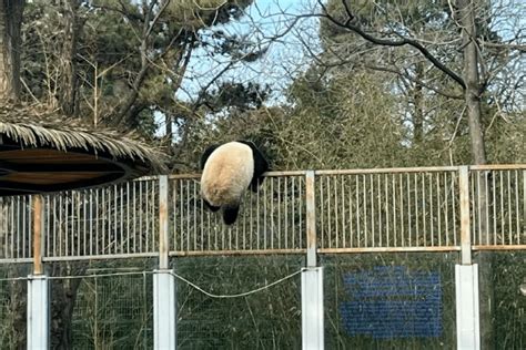 北京动物园一大熊猫翻墙越狱_凤凰网视频_凤凰网