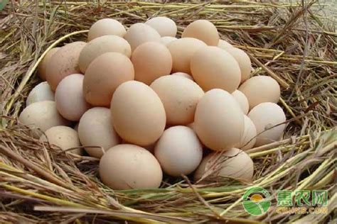 【价格行情】今日鸡蛋价格播报及未来行情预测-长江蔬菜