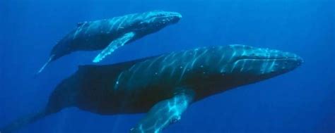 蓝鲸的寿命 - 业百科