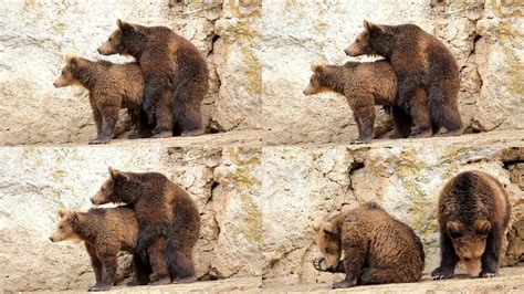 熊大熊二能长这么大也是个奇迹#熊出没伴我熊芯 #幼崽熊二的可爱瞬间 #国漫_腾讯视频