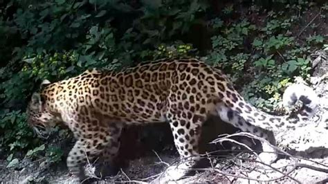 金钱豹是秦岭野生动物中的“大BOSS” 红外相机多次拍到影像 - 西部网（陕西新闻网）