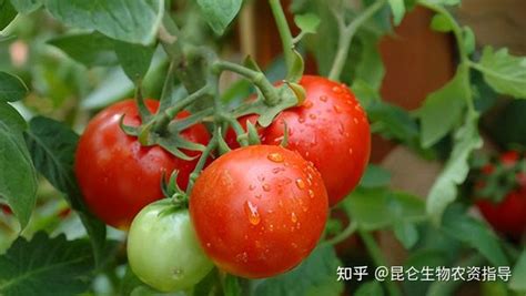 番茄防病施肥怎么做？大棚种植番茄怎么施肥能高产 - 知乎