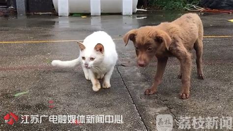 从虐猫到肢解中国留学生，这部口碑新片，看得我后背发凉|卢卡|狄安娜|虐猫_新浪新闻