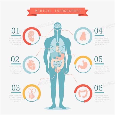 矢量人的五脏六腑PNG图片素材下载_五脏六腑PNG_熊猫办公