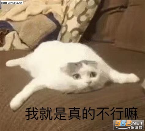 带我求带表情包图片