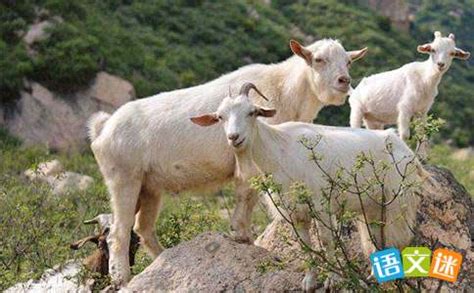波尔山羊_东山羊 黑山羊的养殖方法 波尔山羊如何圈养 - 阿里巴巴