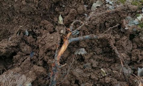 腐叶土壤如何加速腐败？ - 土壤改良 - 新农资360网|土壤改良|果树种植|蔬菜种植|种植示范田|品牌展播|农资微专栏