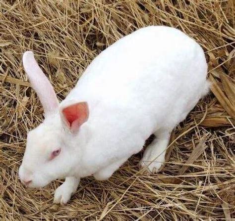 獭兔养殖技术教程大全视频 2018专家预测獭兔行情