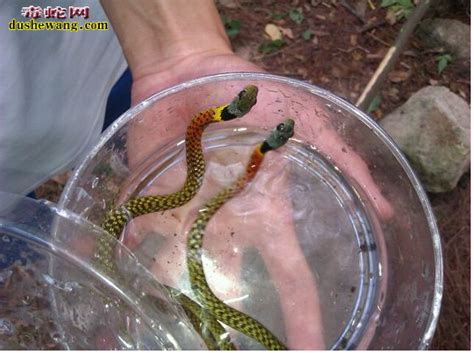 红绿毒蛇图片、农村常见的红绿毒蛇是什么蛇？_虎斑游蛇_毒蛇网