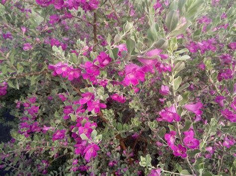 玉芙蓉图片