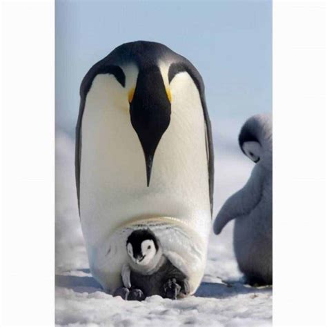 最大的企鹅是什么品种（常见的企鹅种类，你能认全吗？） | 说明书网
