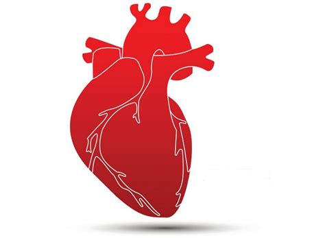 冬季心脏问题高发，专家提醒：做好4件事，为心脏“减负”_食物_血管_事件