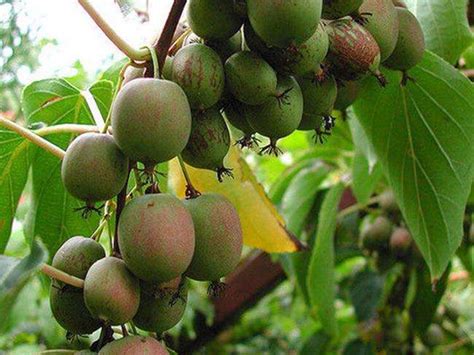 软枣猕猴桃适合哪些地方种植？什么品种好吃？ - 惠农网
