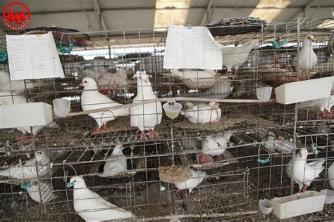 肉鸽养殖发展现状如何？_种鸽-肉鸽-天成鸽业养殖基地