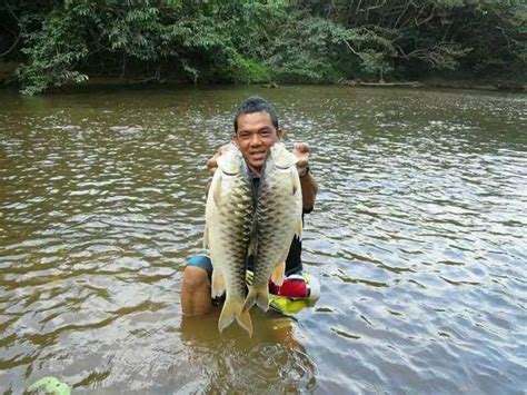 单价2000元一斤的马来西亚河鱼之王，据说吃过的人都忘不了！|马来西亚|鱼|河鱼_新浪新闻