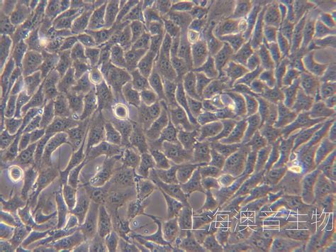 4T1/小鼠乳腺癌细胞 - 广州艾迪基因科技有限责任公司