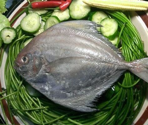 印尼黑鲳鱼_辽宁大连__冷冻水产品-食品商务网