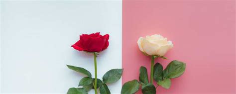 白玫瑰和红玫瑰的寓意 白玫瑰和红玫瑰的寓意是什么_知秀网