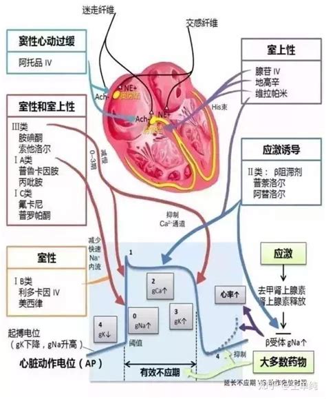 心包：分部和心包腔解剖图解 - 心血管 - 天山医学院