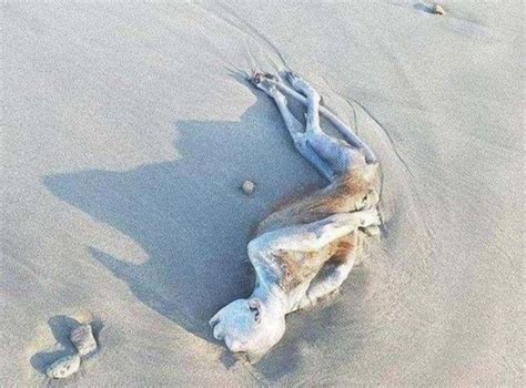男子在沙滩边发现“外星人”尸体，专家勘察的结果让人难以置信