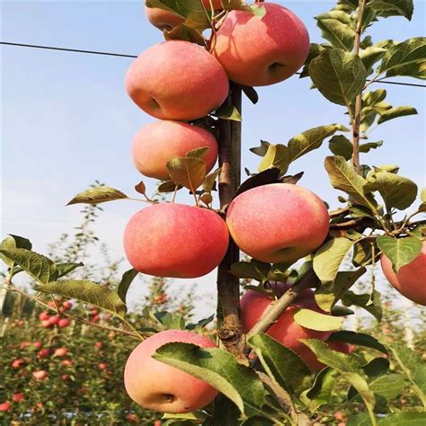 荣通 中秋王苹果苗 七月天仙苹果苗 自产自销 市场价值高